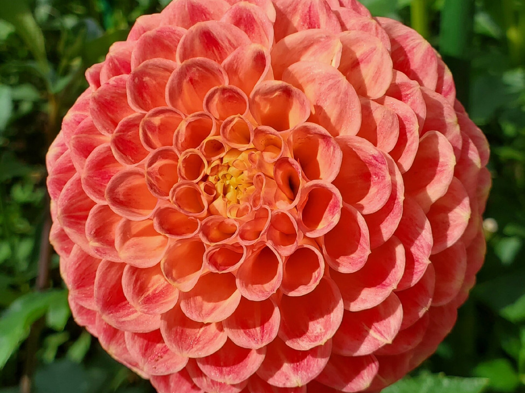 贝尔维尤植物园景点图片