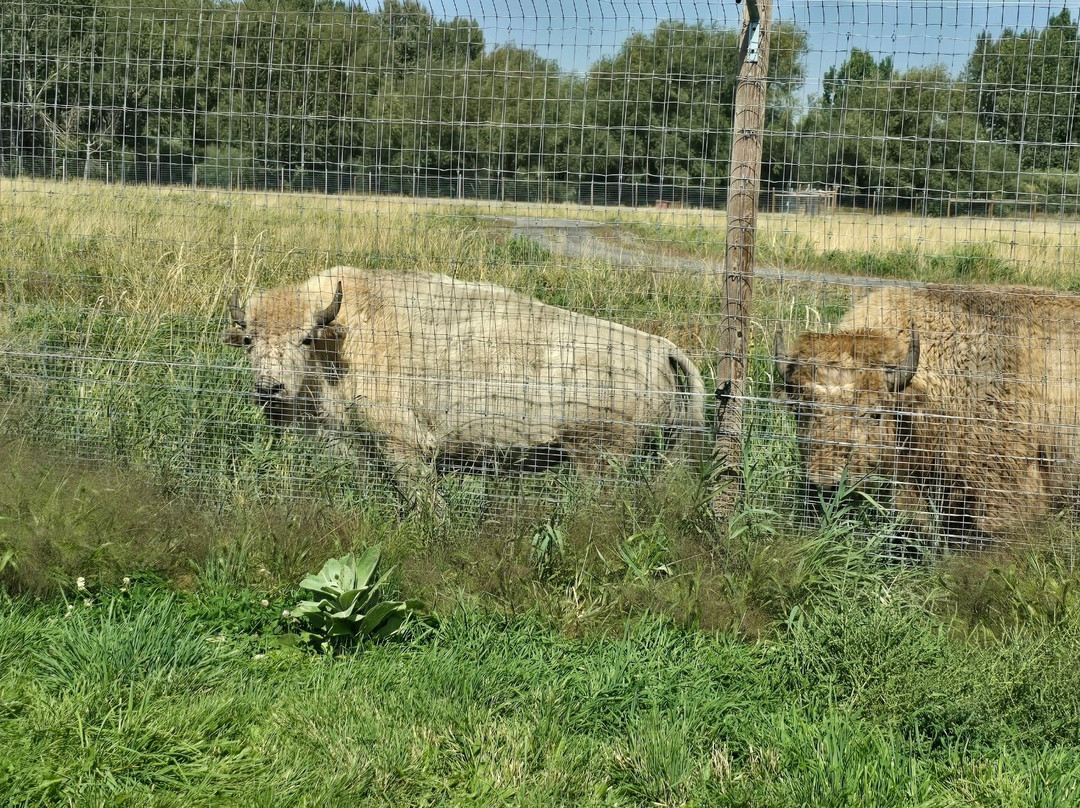 Yellowstone Safari Park景点图片