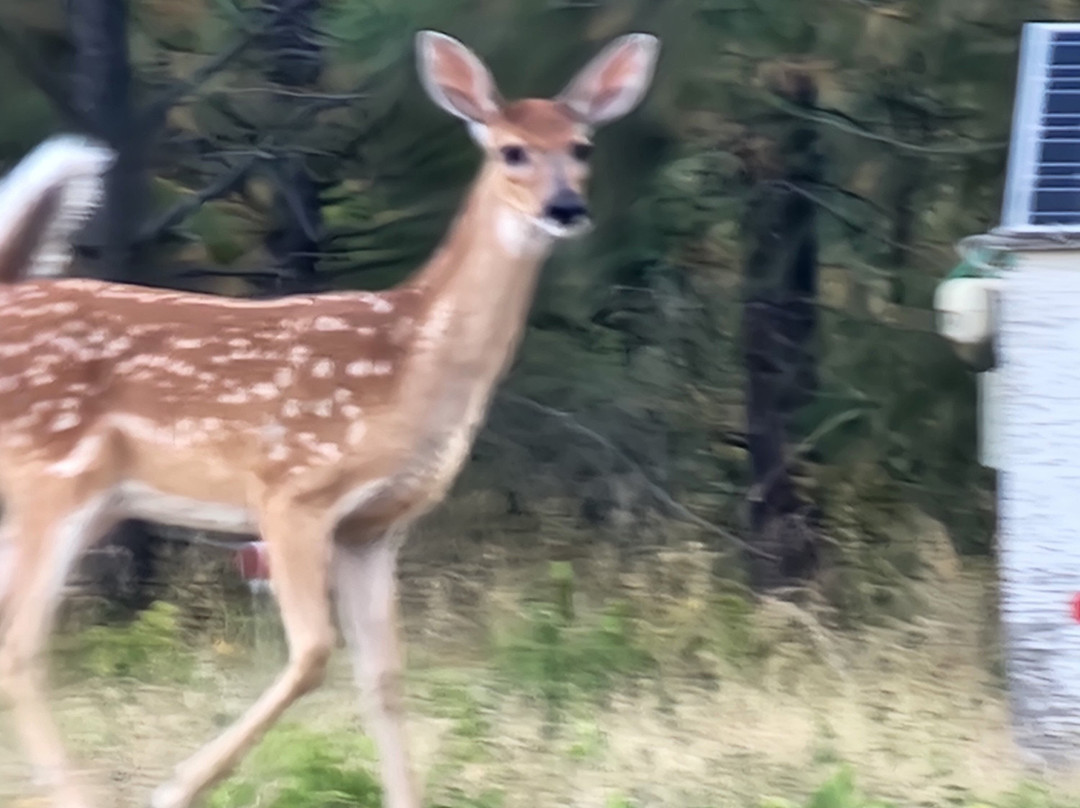 White Willow Motel主图