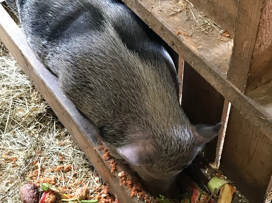 Gasthof Hotel Petschnighof主图