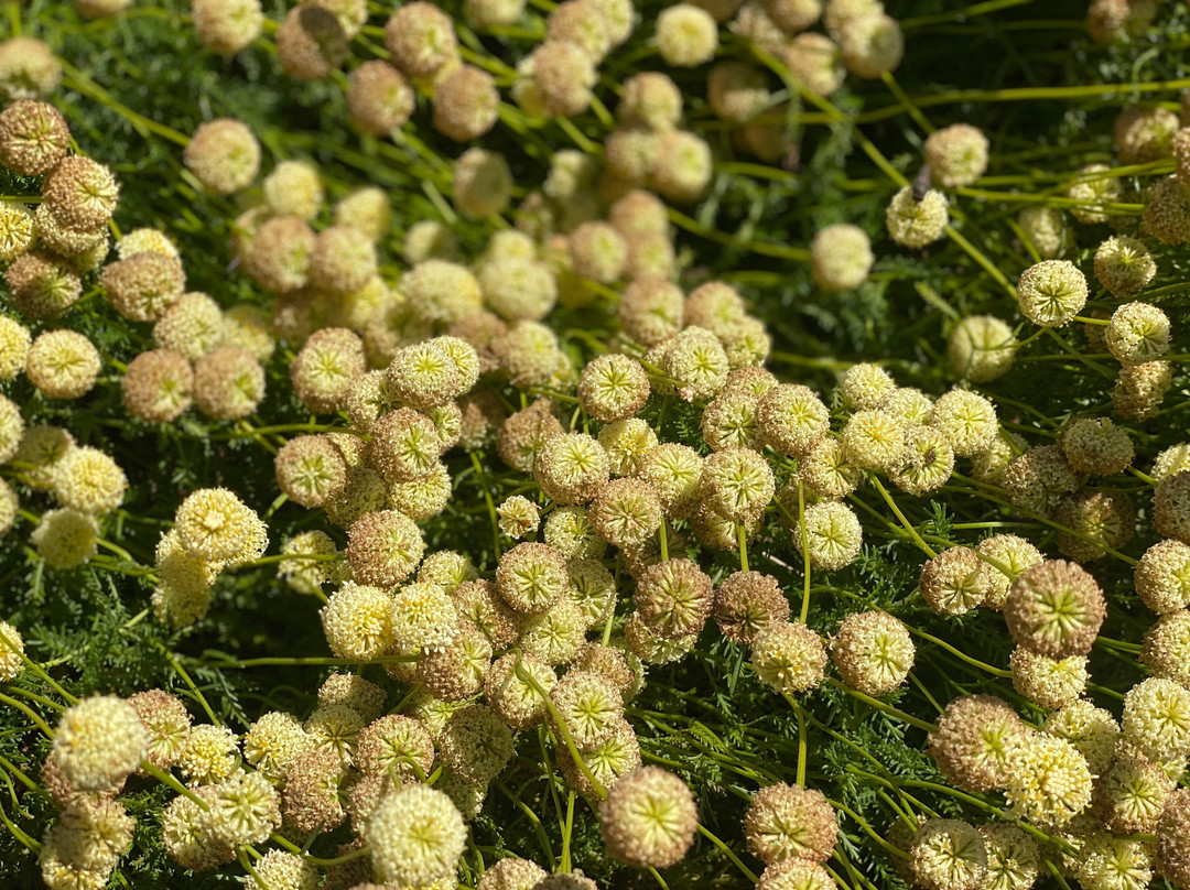 Flore-Alpe Alpine Botanical Garden-Champex必去景点