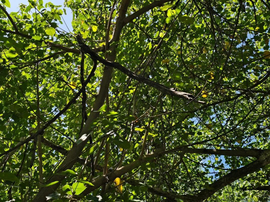 ForBeyond Travel-Himmafushi Island必去景点