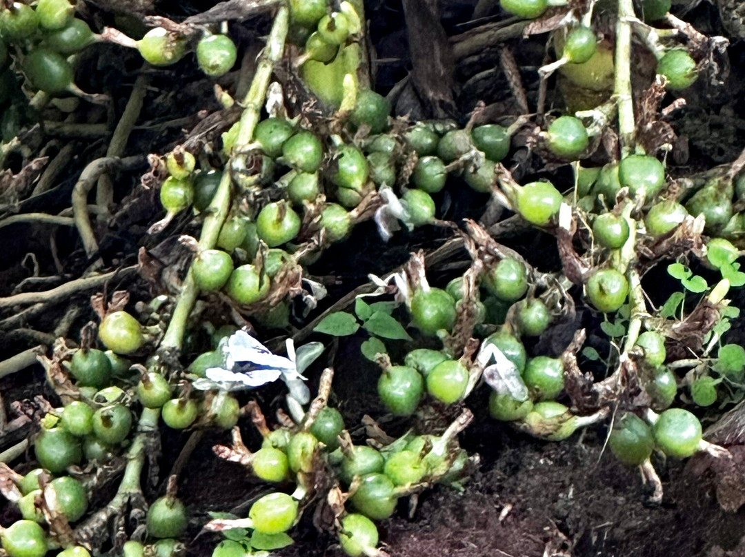 Periyar Spice & Ayurvedic Garden景点图片