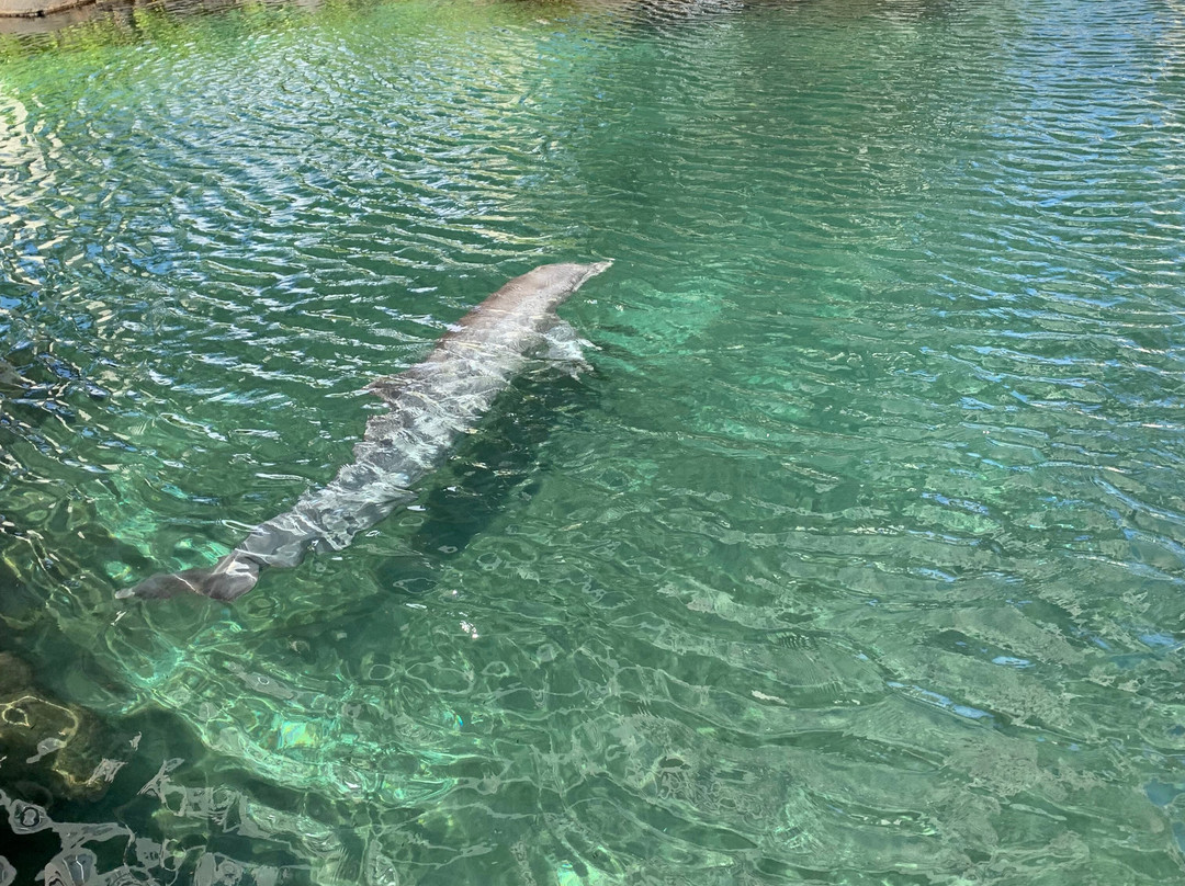 寻访海豚之旅景点图片