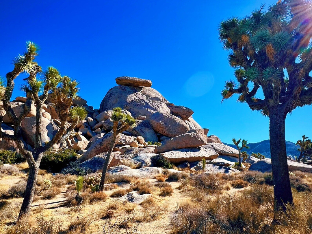 Cap Rock Trail-约书亚树国家公园必去景点