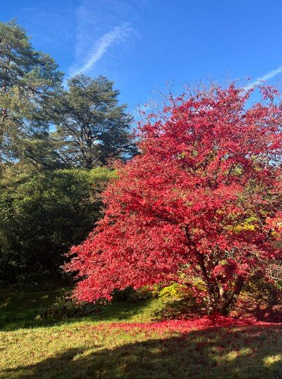 High Beeches Garden景点图片