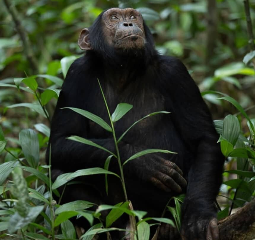 Beverly safaris africa-坎帕拉必去景点