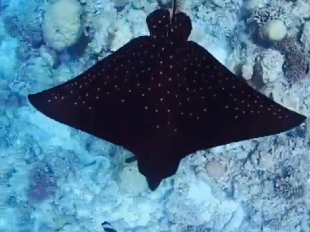 Murakabay Maldives Dive Center景点图片