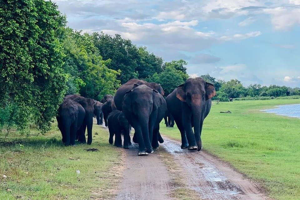 Minneriya Wild Safari