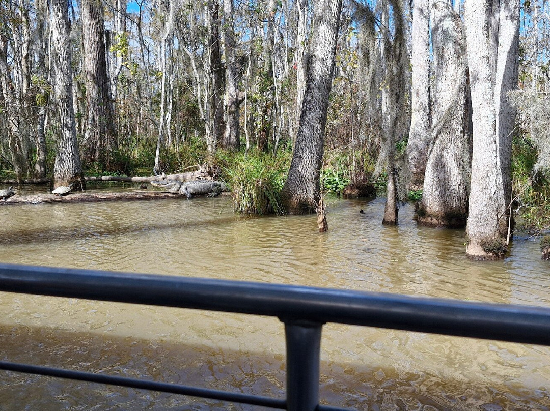 New Orleans Swamp Tours景点图片