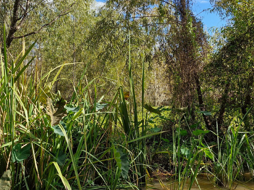 New Orleans Swamp Tours景点图片