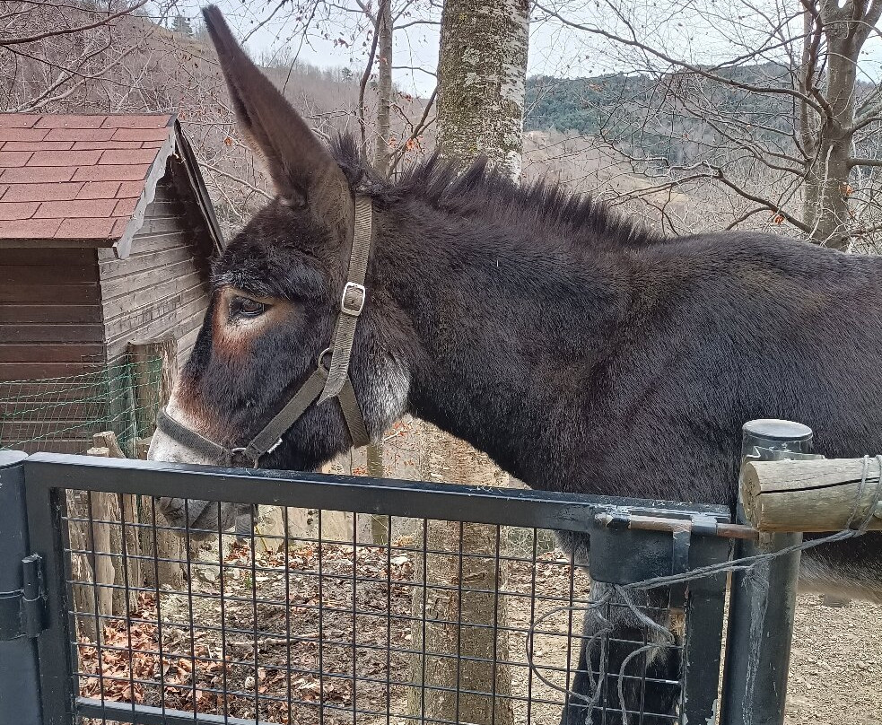 Mollo Parc-Mollo必去景点