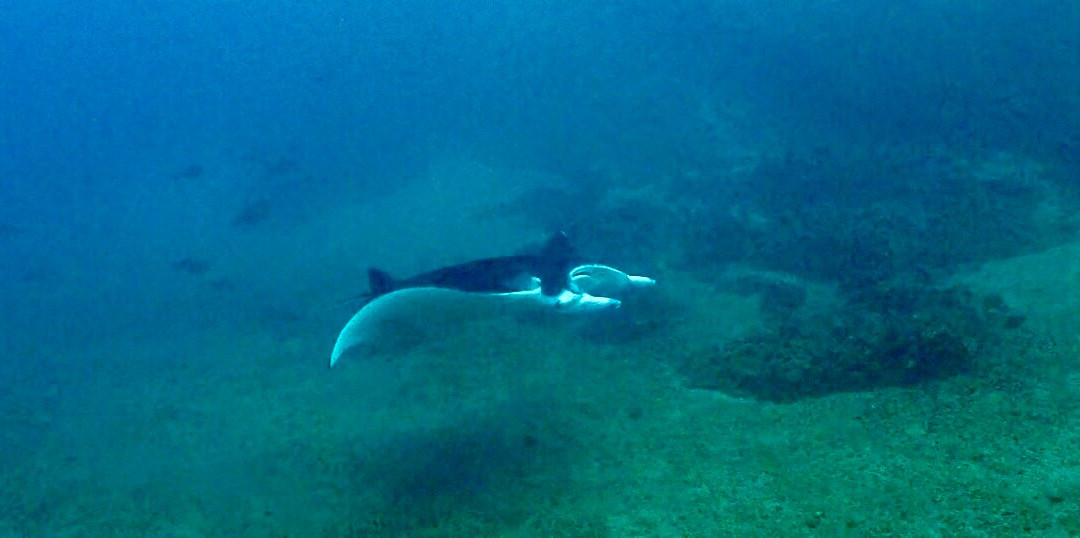 Marquises Diving Hiva Oa-Atuona必去景点