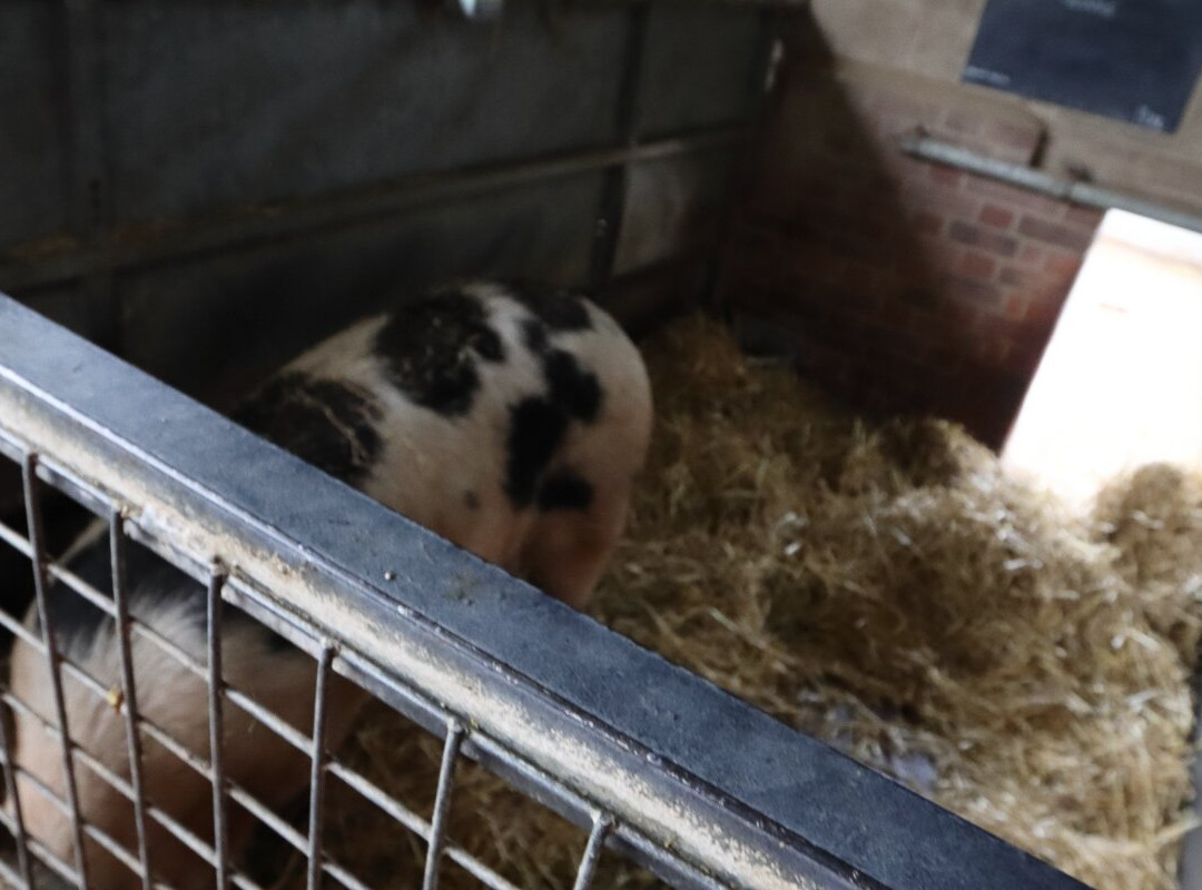 Wimpole Home Farm景点图片