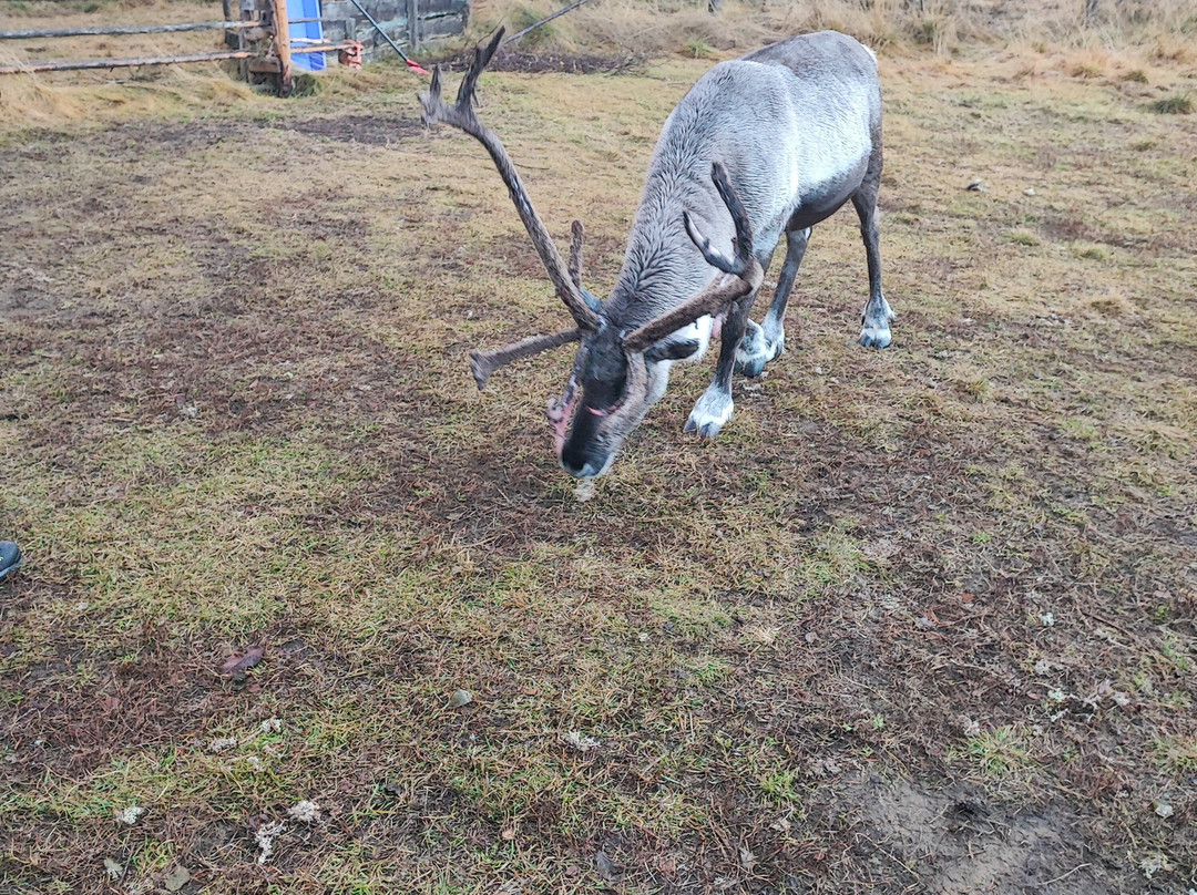 Tuula's Reindeer-伊纳里必去景点