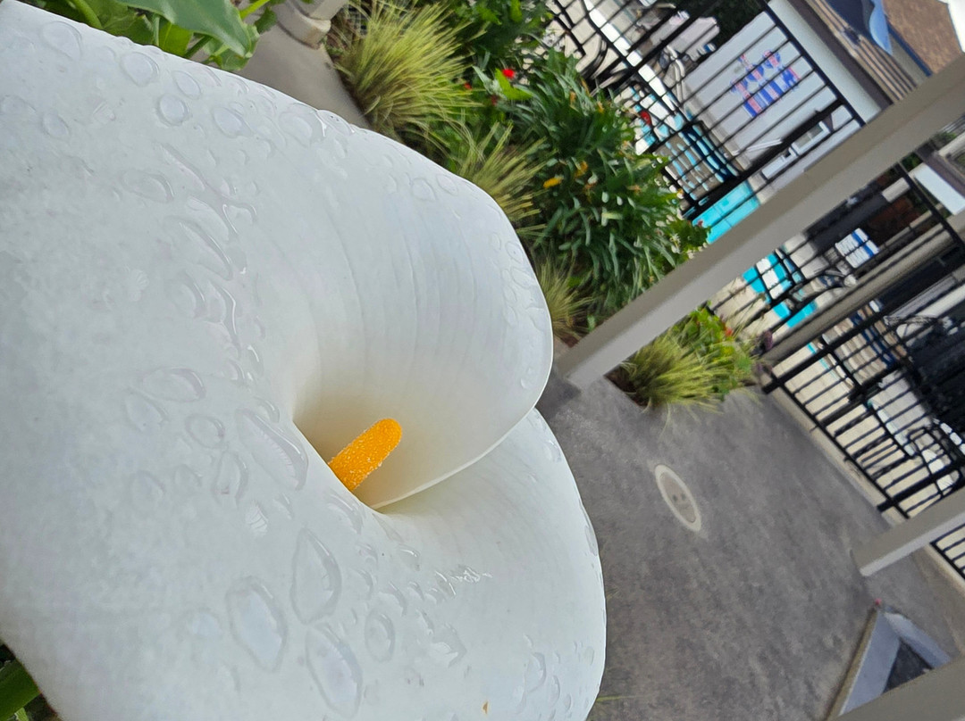 Best Western Rose Garden Inn主图