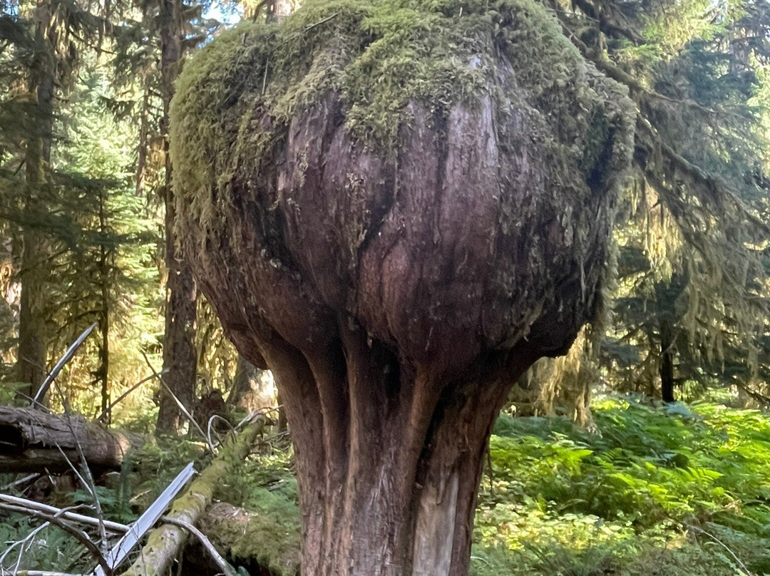 Sol Duc Falls景点图片