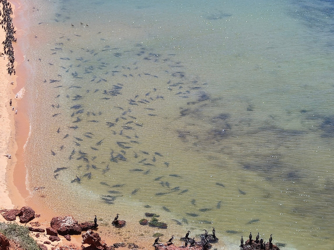 Shark Bay 4WD-德纳姆必去景点