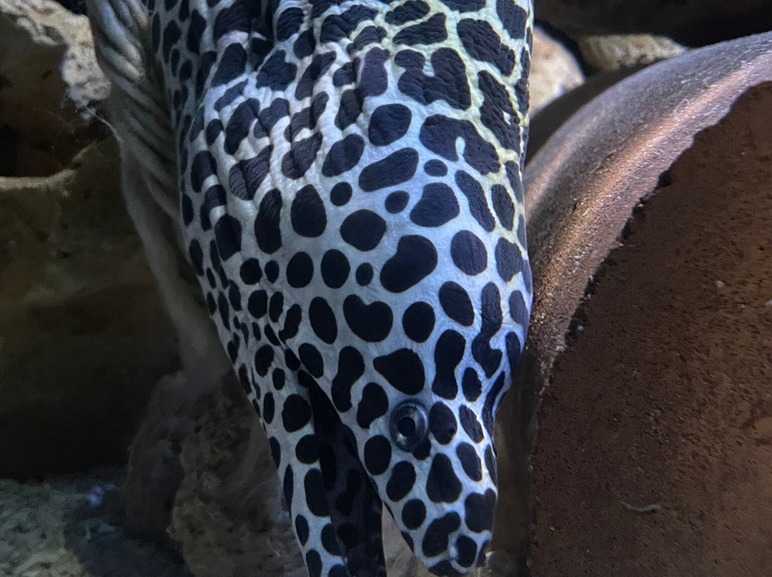 Erlebnispark Meeresaquarium景点图片