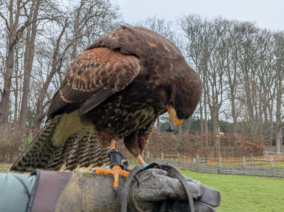 Leeds Castle Falconry Experiences-Leeds必去景点