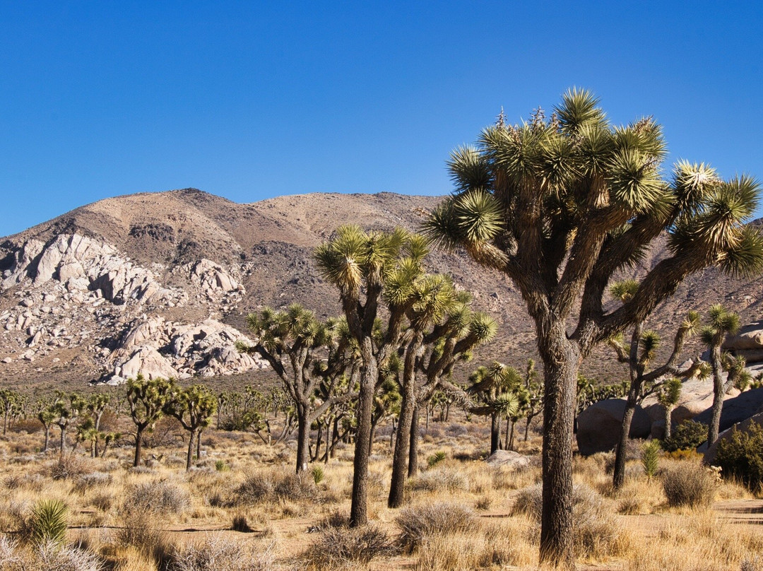 Joshua Tree Visitor Center-约书亚树必去景点