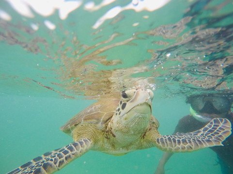 Turtles Snorkeling in Mirissa