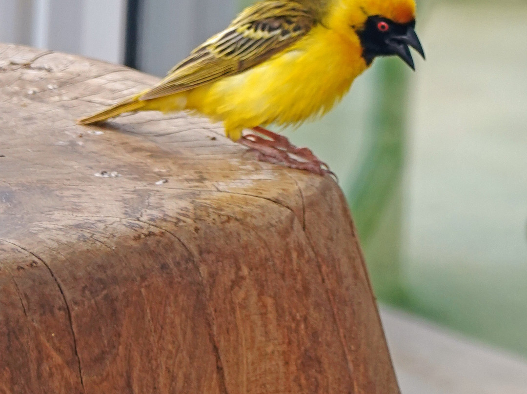 Naankuse Wildlife Sanctuary景点图片