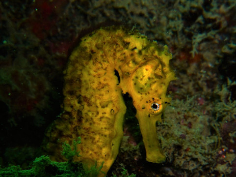 Aqua Vision Scuba Diving-奥南必去景点