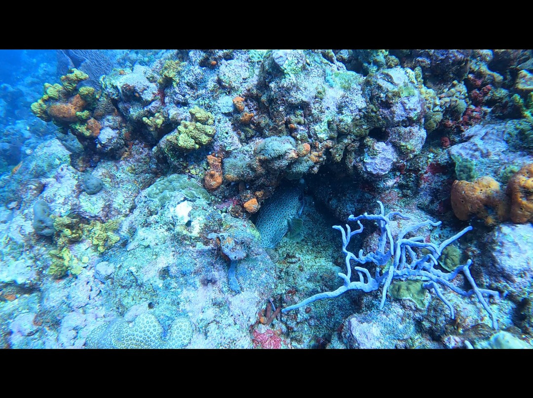 Spencer's Underwater Adventures-Speyside必去景点