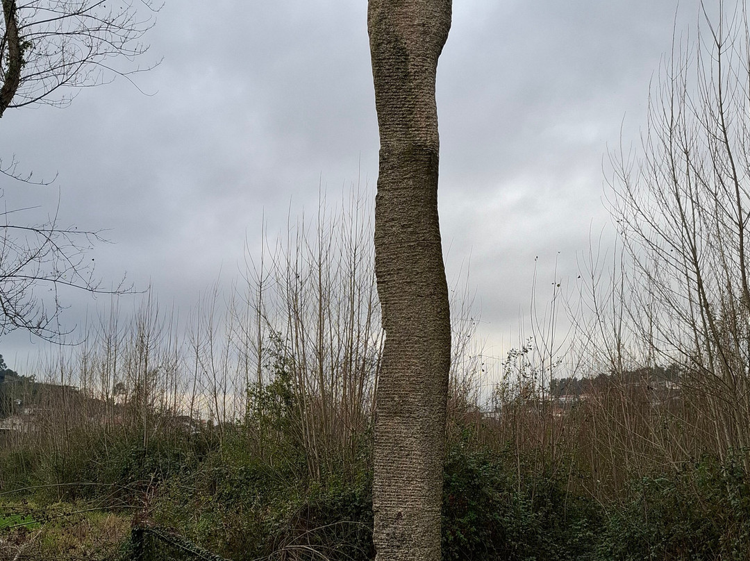 Campo da Ataca-吉马良斯必去景点