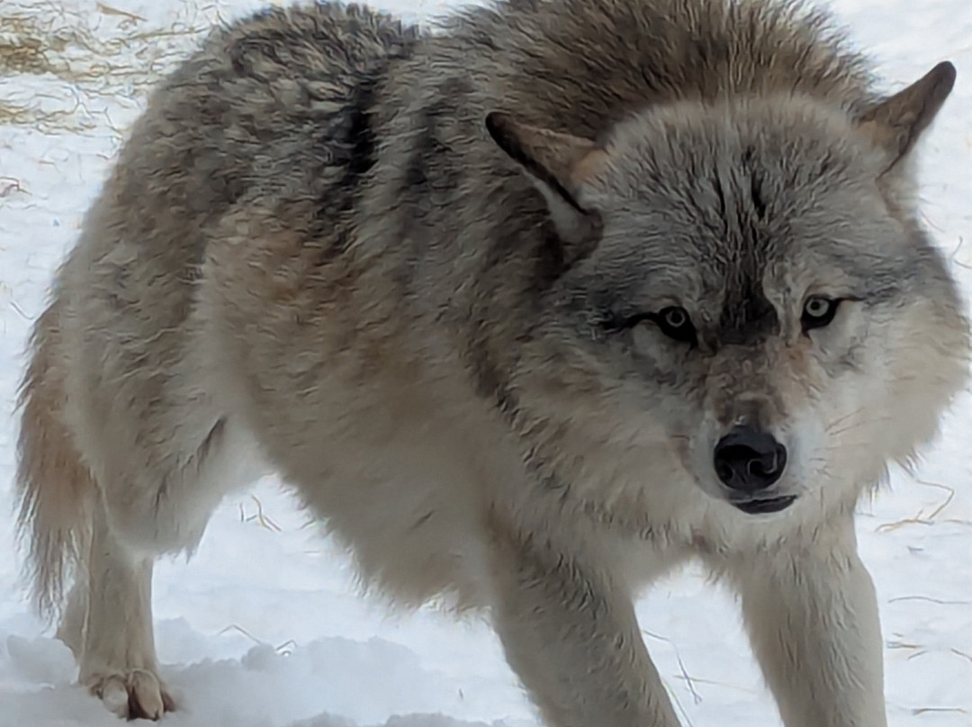 International Wolf Center-伊利必去景点