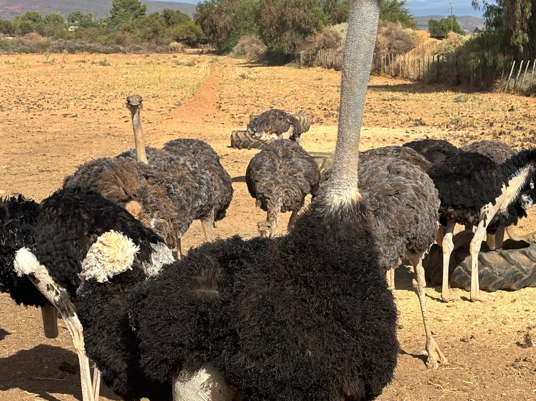 Highgate Ostrich Show Farm-奥兹洪必去景点