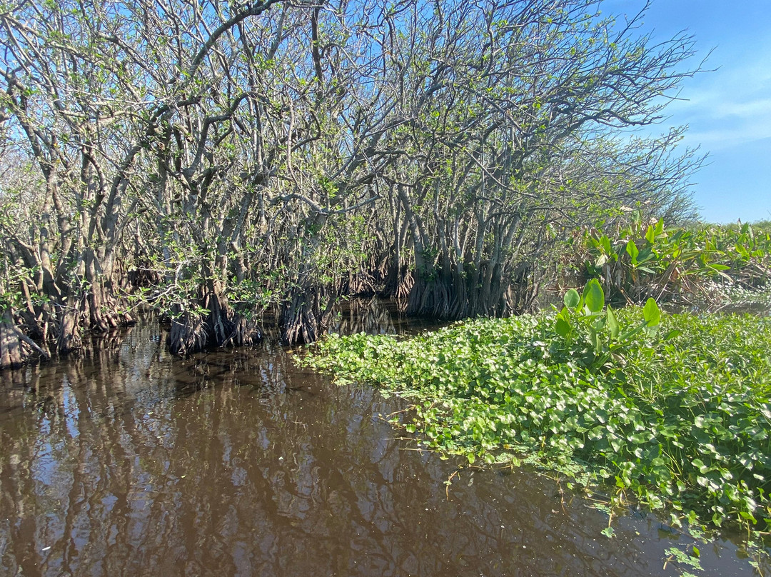 Master Gator Airboat Tours of Palm Beach County景点图片