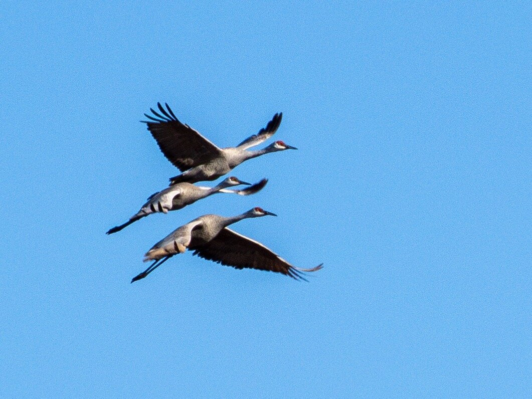 Aransas Bay Birding Charters-罗克波特必去景点