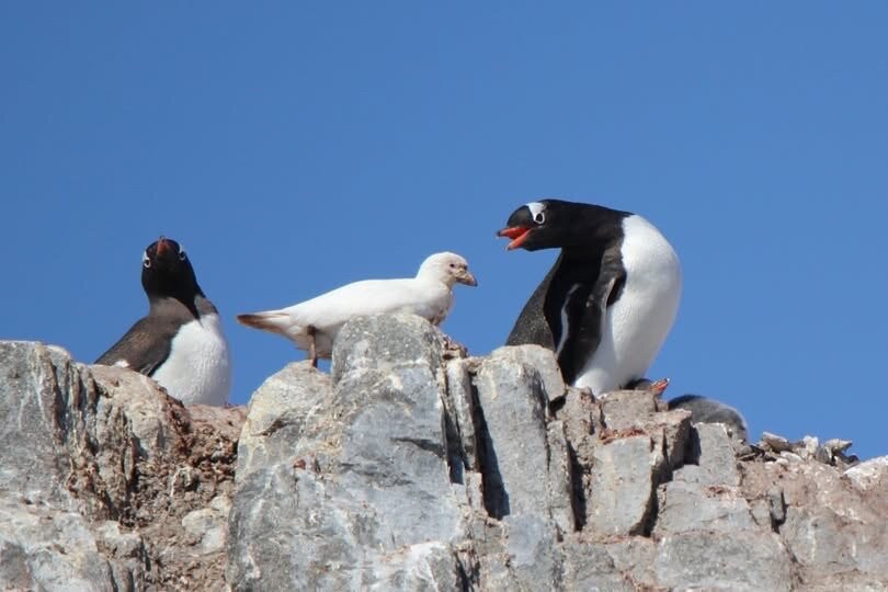 Penguin Post Office-Port Lockroy必去景点