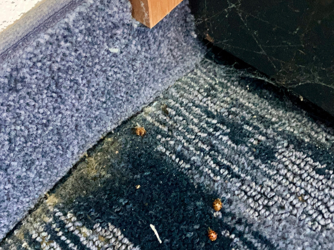 米利奇维尔费尔菲尔德旅馆&套房酒店主图