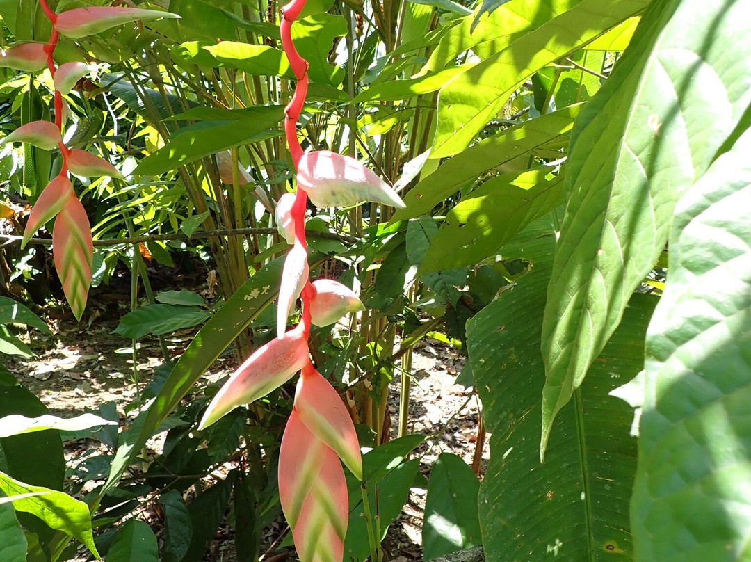 Rancho Raices De Puerto Jimenez景点图片