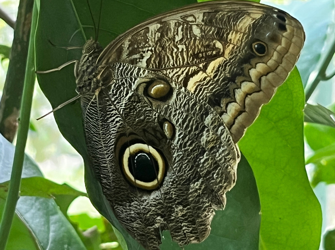 Royal Butterflies景点图片