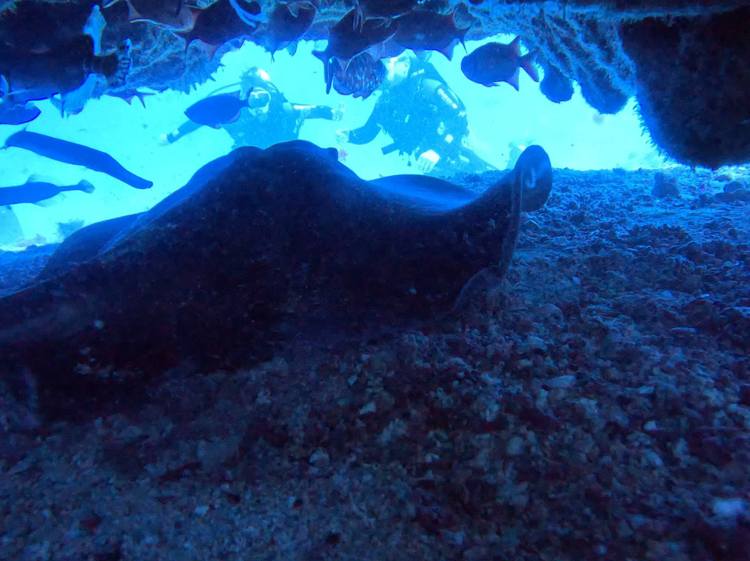 Cabo Verde Diving-Ilha do Sal必去景点