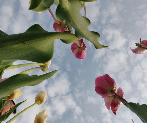 Tulipark-博洛尼亚必去景点