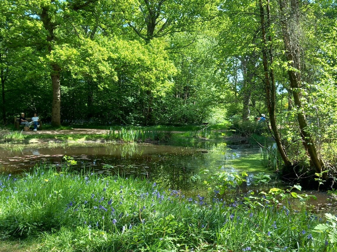 Arlington Bluebell Walk景点图片