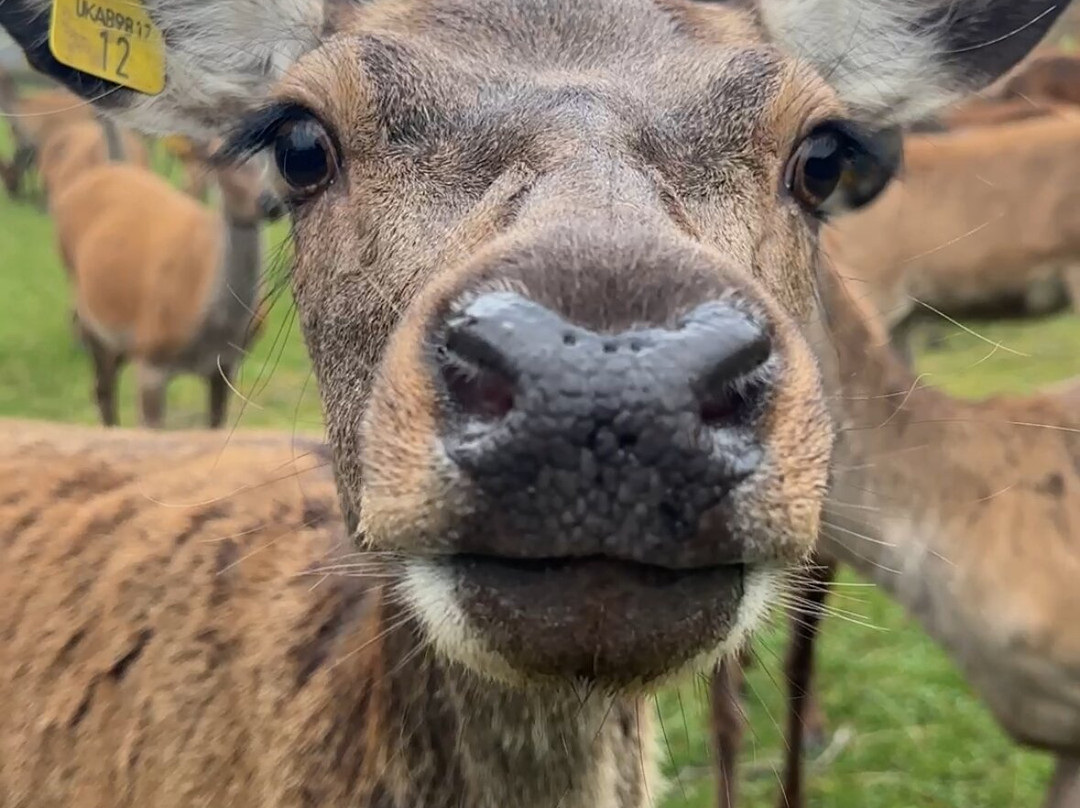 Tullynessle Deer Farm-Alford必去景点