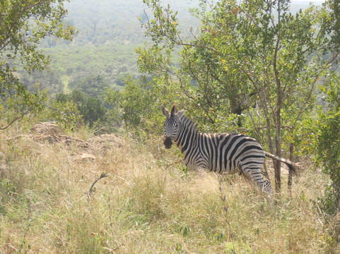 Wanyama Safaris-克鲁格国家公园必去景点