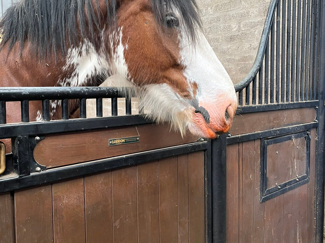 Peggyslea Clydesdales-Penicuik必去景点
