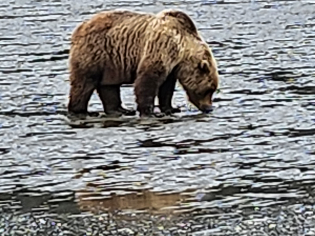 Catch A Lot Charters-荷马必去景点