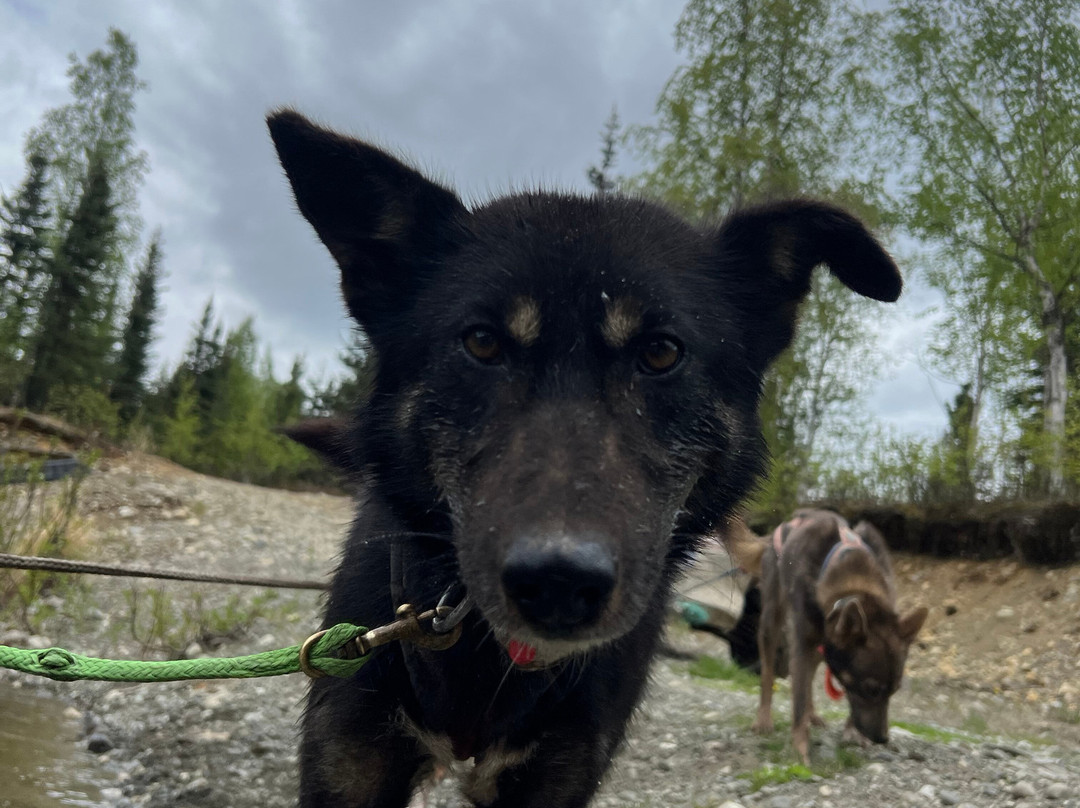 The Alaska Dogstead Mushing Company景点图片