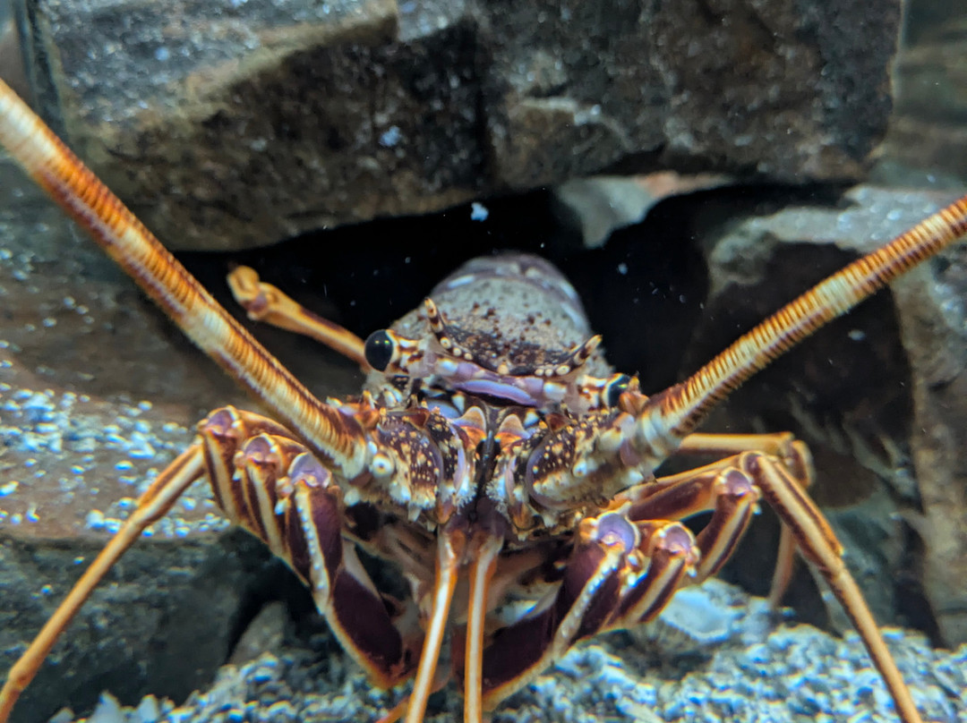 Ilfracombe Aquarium-伊尔弗勒科姆必去景点