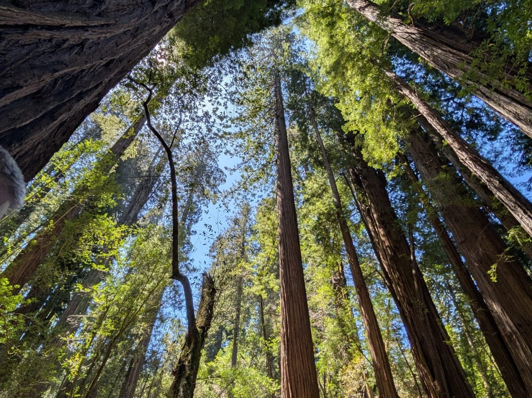 Tall Trees Grove-红木国家公园必去景点