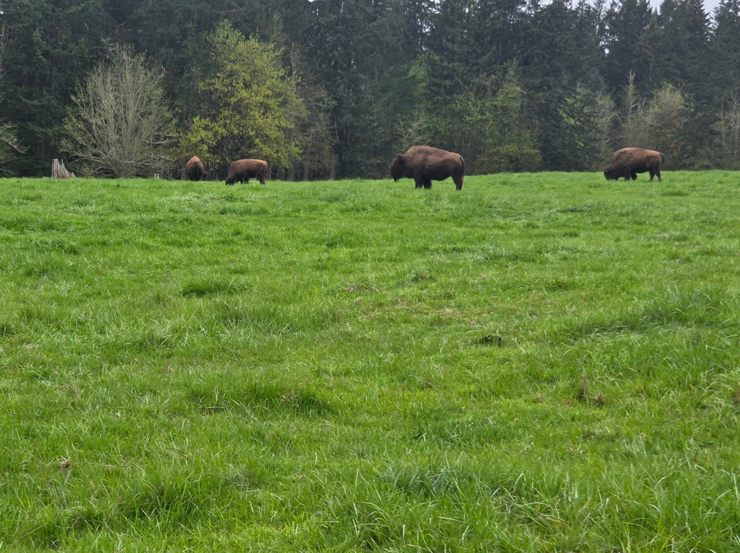 Northwest Trek Wildlife Park景点图片