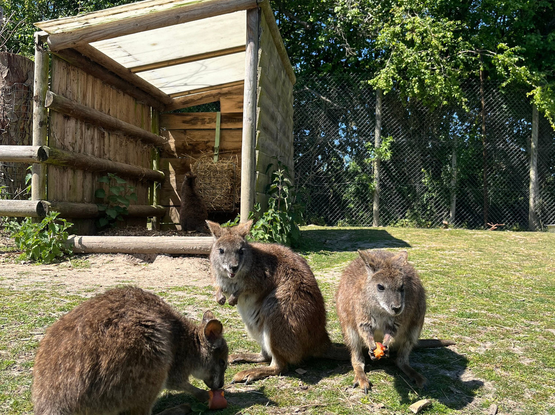 Wingham Wildlife Park景点图片